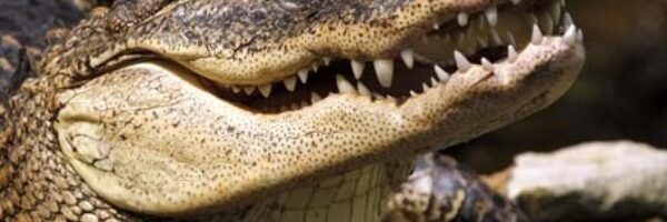 Crocodilos em pânico