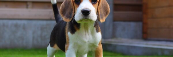 Os médicos e os beagles